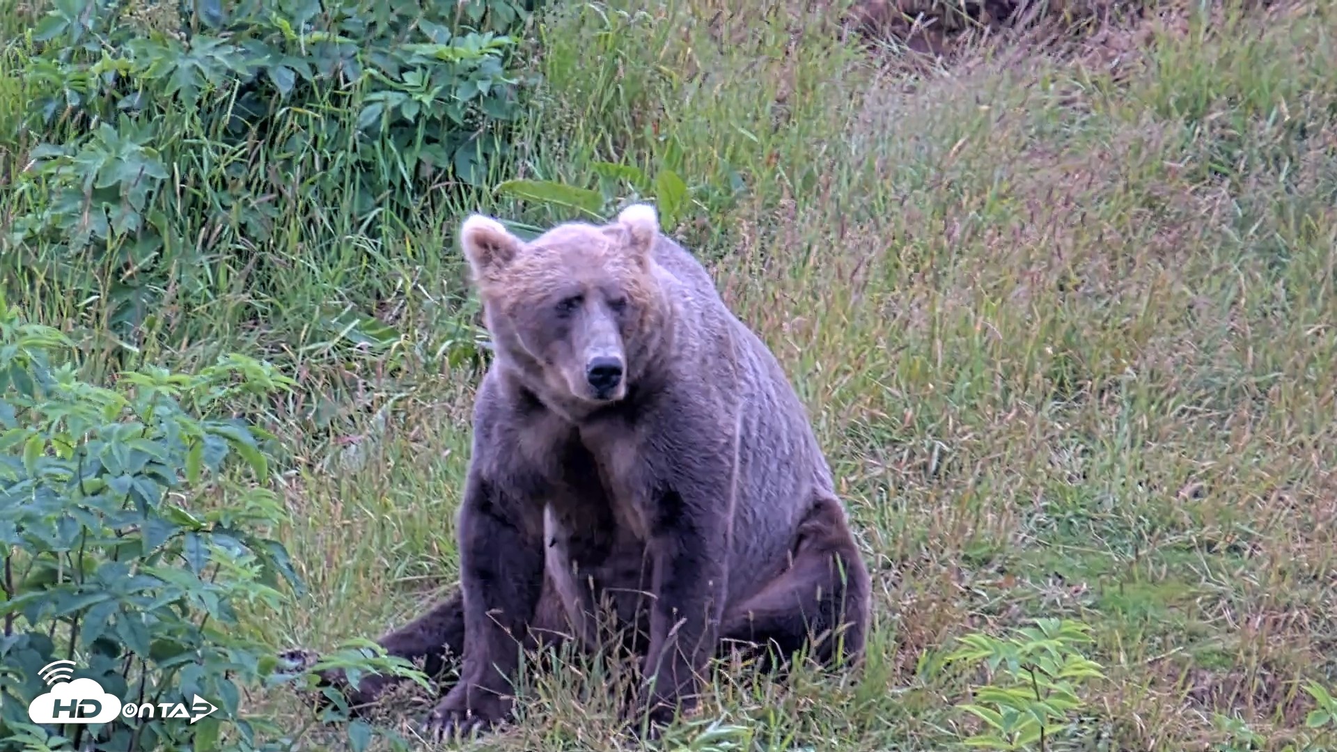Snapshot of Kodiak Alaska Brown Bears Live Webcam taken Aug 3, 2026, 5:28pm AKDT
