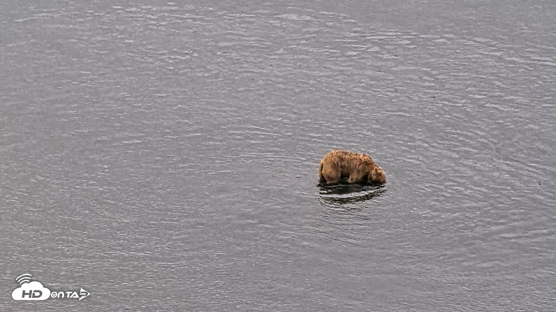 Snapshot of Kodiak Alaska Brown Bears Live Webcam taken Aug 3, 2026, 8:50am AKDT