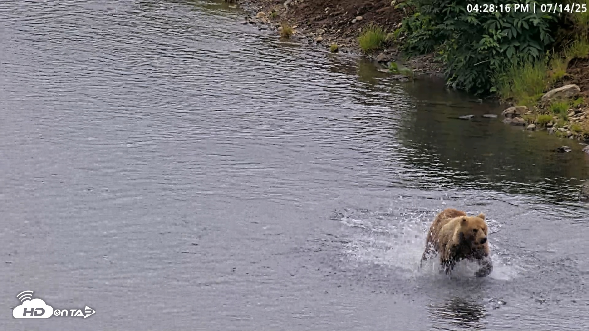 Snapshot of Kodiak Alaska Brown Bears Live Webcam taken Jul 14, 2025, 4:28pm AKDT