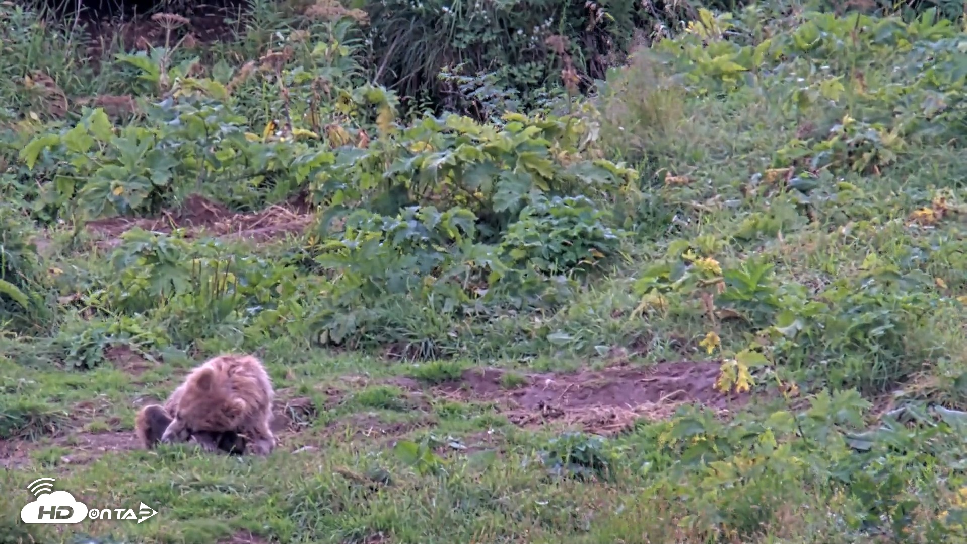 Snapshot of Kodiak Alaska Brown Bears Live Webcam taken Aug 14, 2026, 4:07pm AKDT