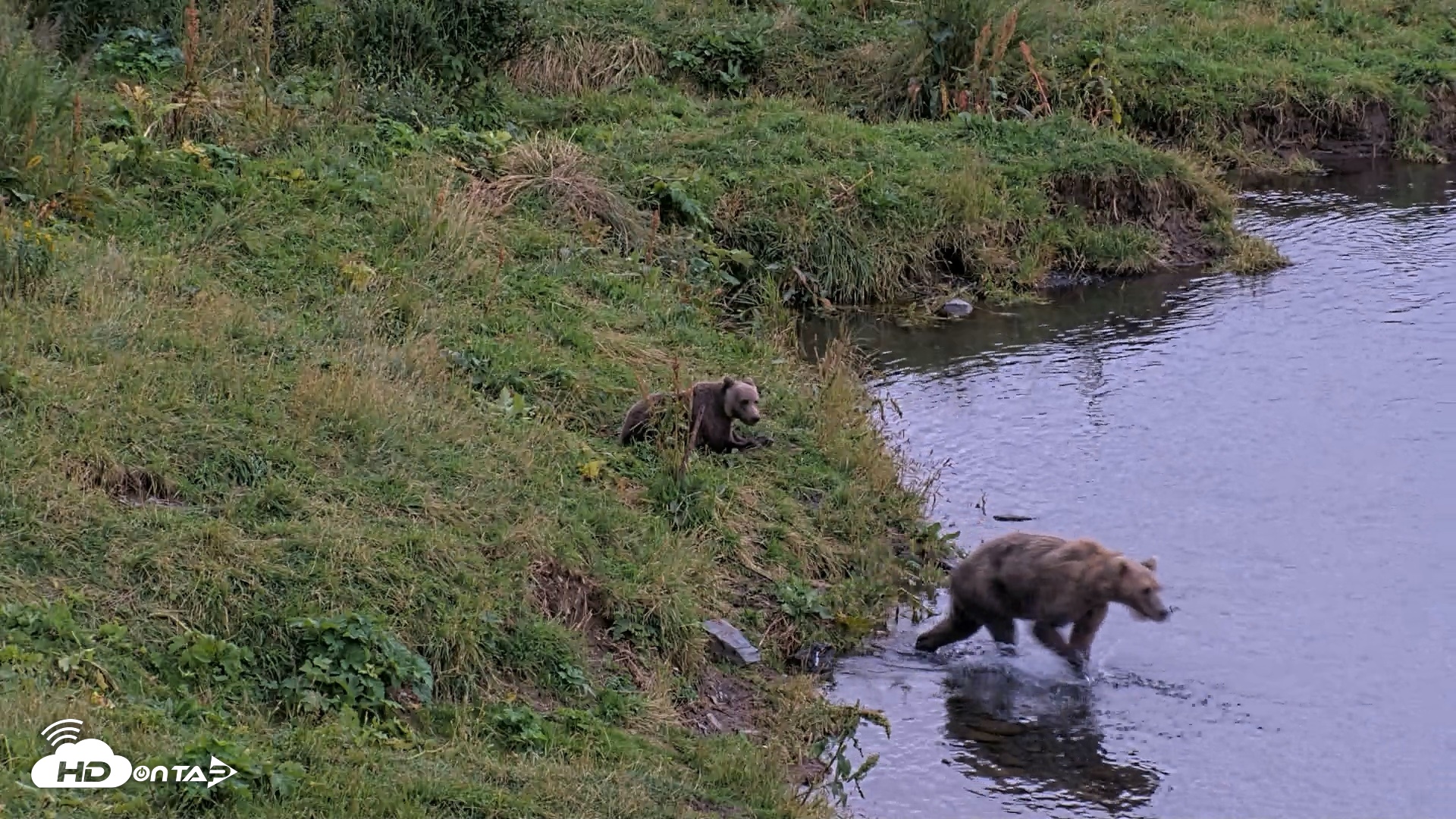 Snapshot of Kodiak Alaska Brown Bears Live Webcam taken Aug 20, 2026, 8:42pm AKDT
