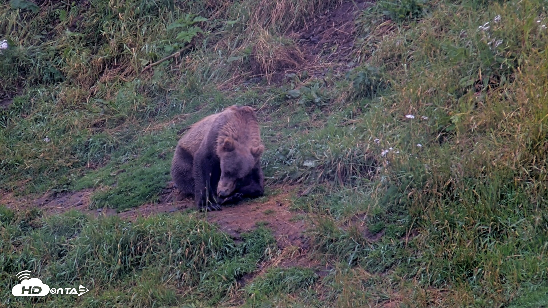 Snapshot of Kodiak Alaska Brown Bears Live Webcam taken Aug 14, 2026, 9:43am AKDT