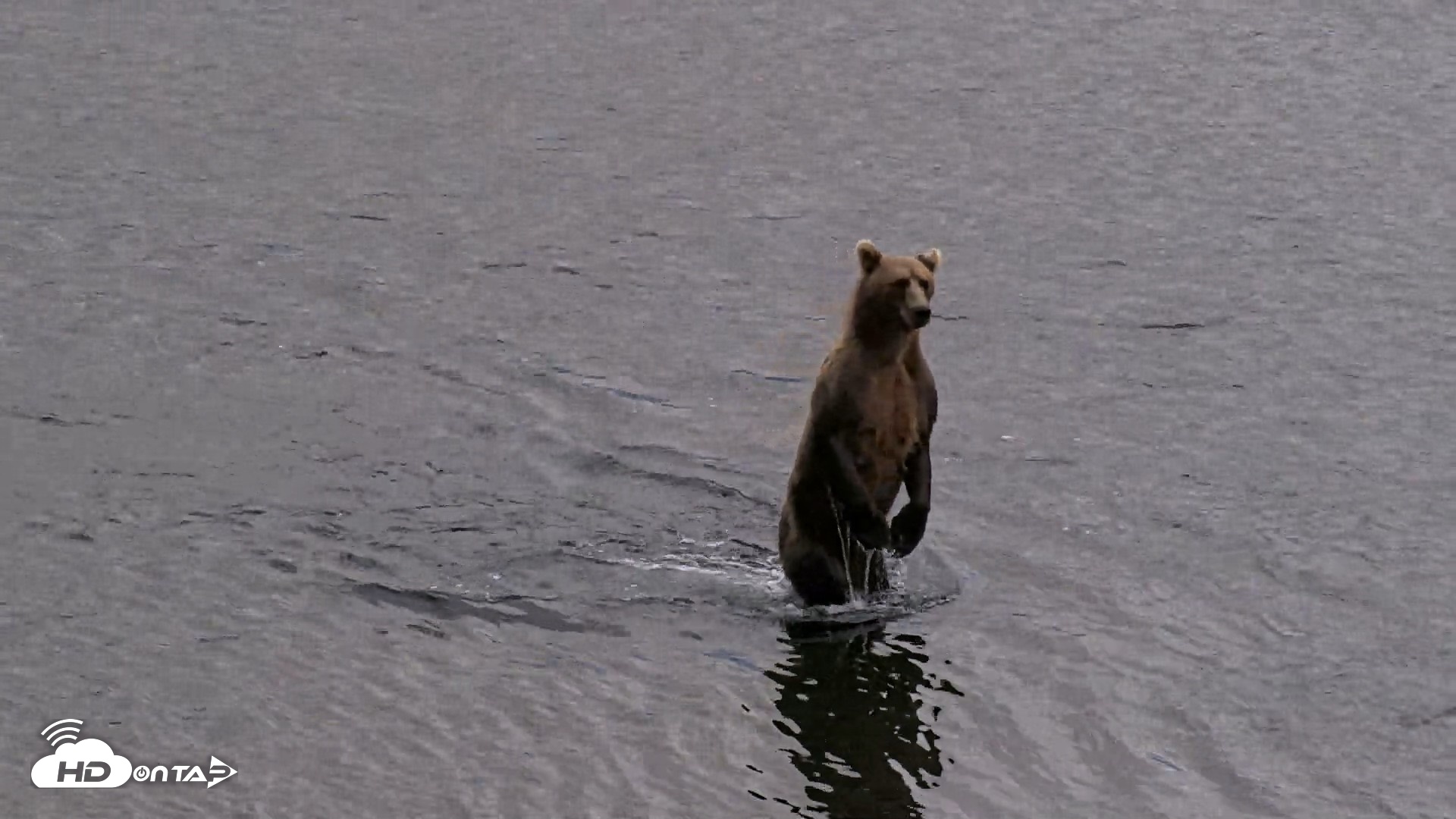 Snapshot of Kodiak Alaska Brown Bears Live Webcam taken Aug 20, 2026, 8:29pm AKDT