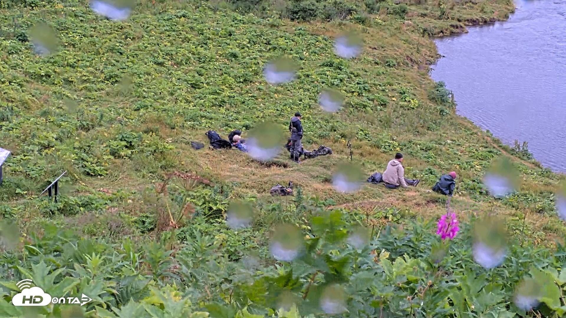 Snapshot of Kodiak Alaska Brown Bears Live Webcam taken Aug 13, 2026, 1:26pm AKDT