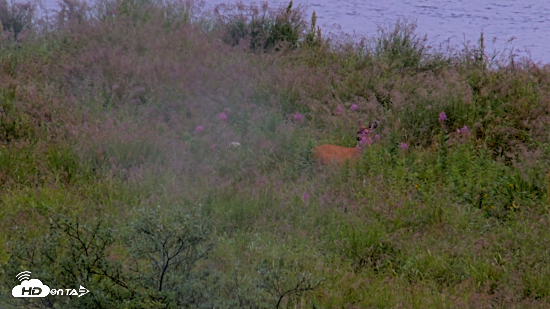 Snapshot of Kodiak Alaska Brown Bears Live Webcam taken Aug 19, 2026, 11:02am AKDT