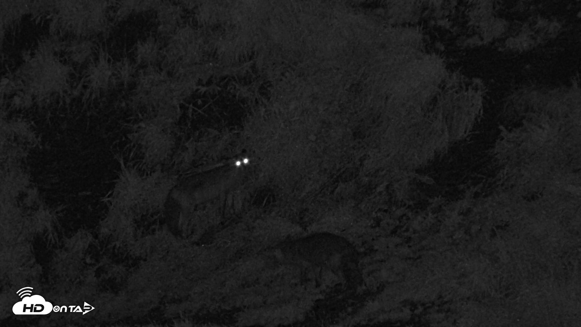 Snapshot of Kodiak Alaska Brown Bears Live Webcam taken Aug 21, 2026, 3:07am AKDT