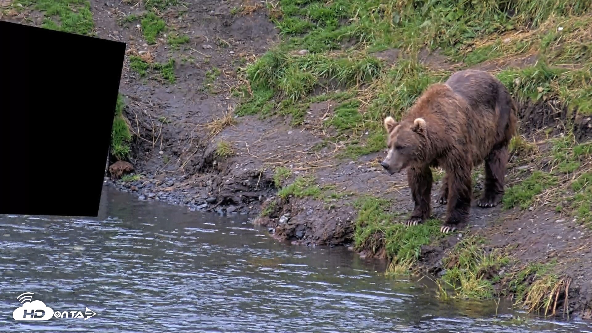 Snapshot of Kodiak Alaska Brown Bears Live Webcam taken Aug 12, 2026, 7:38am AKDT