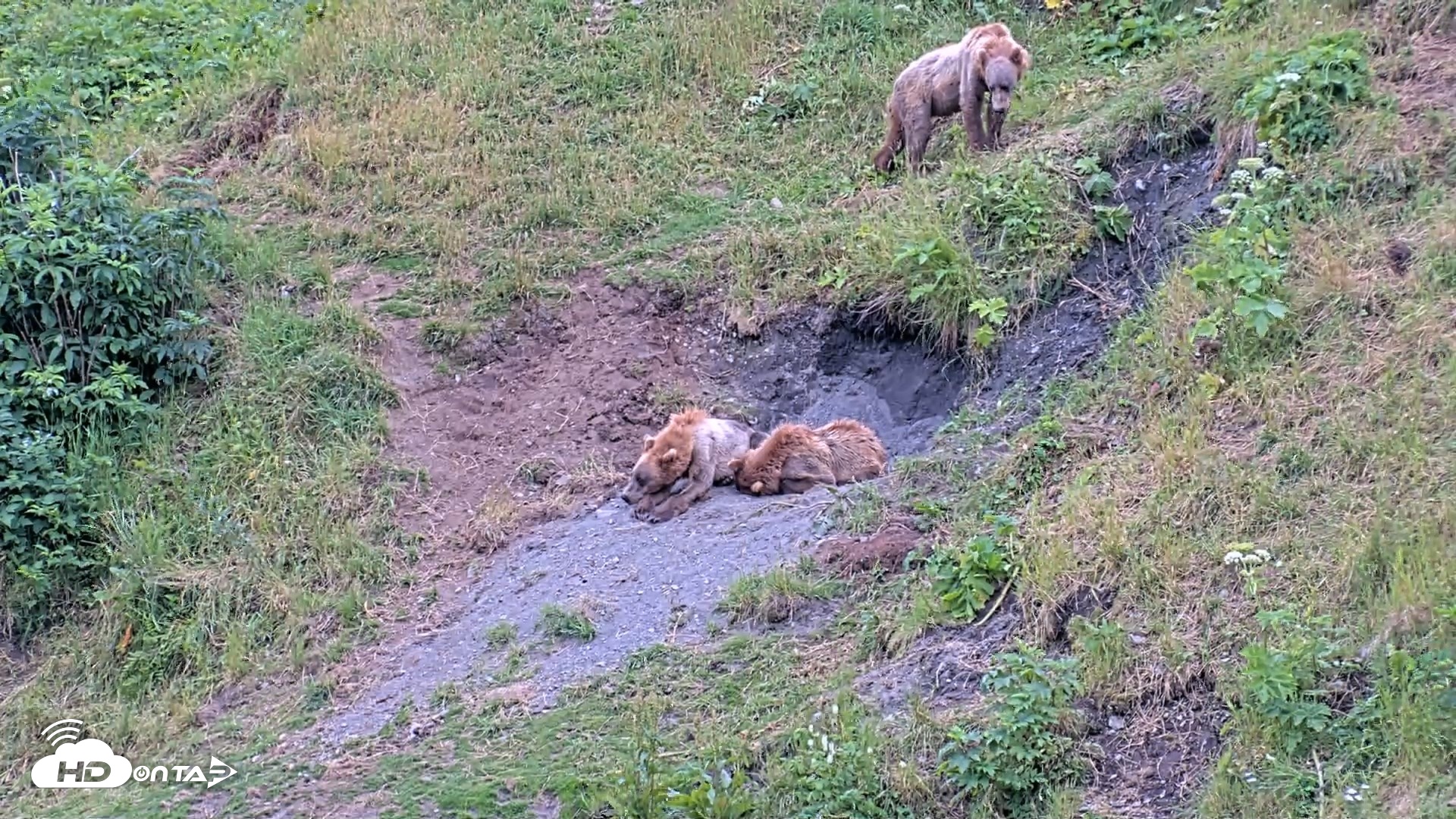 Snapshot of Kodiak Alaska Brown Bears Live Webcam taken Aug 3, 2026, 2:18pm AKDT