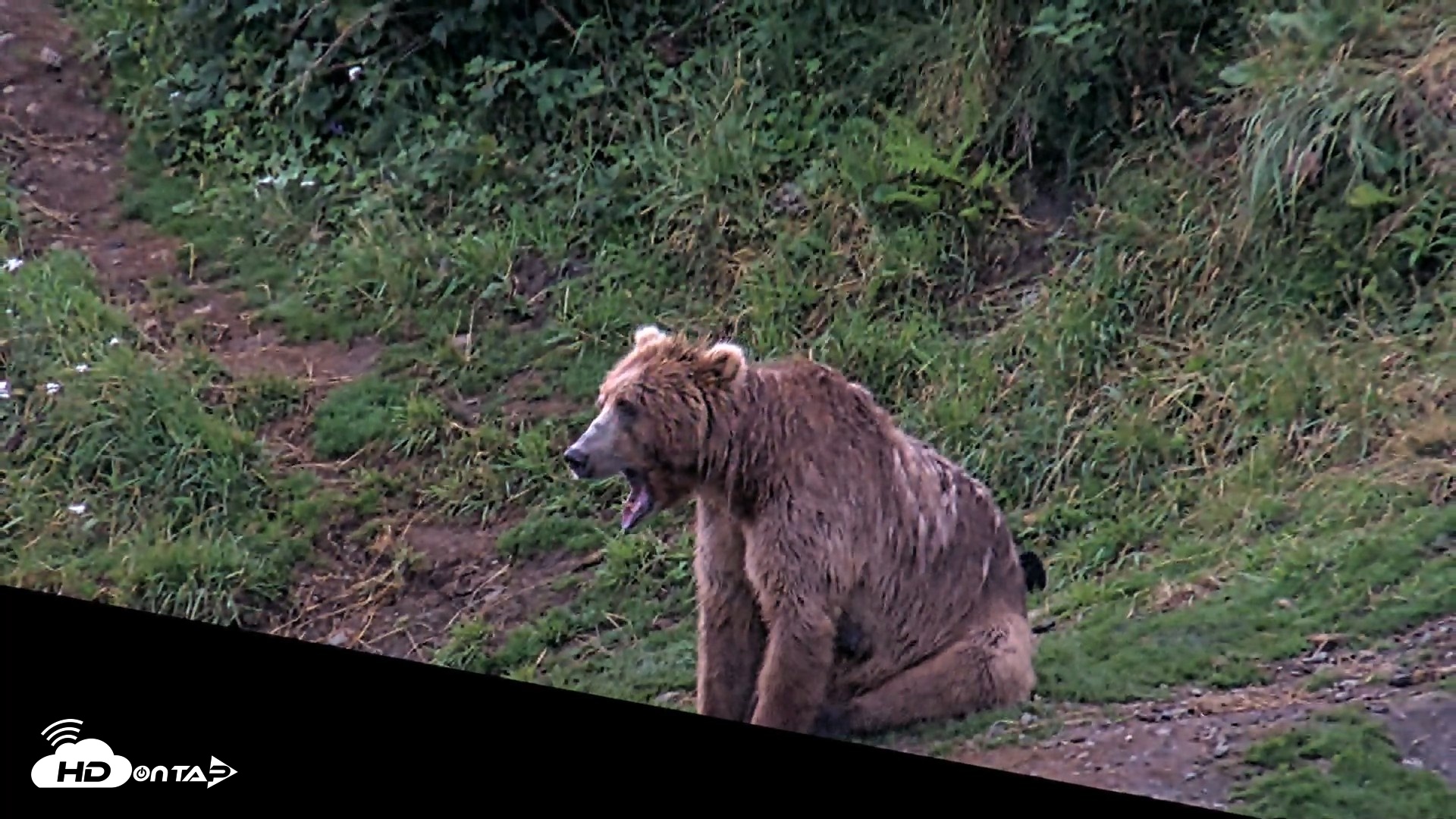Snapshot of Kodiak Alaska Brown Bears Live Webcam taken Aug 12, 2026, 7:01am AKDT