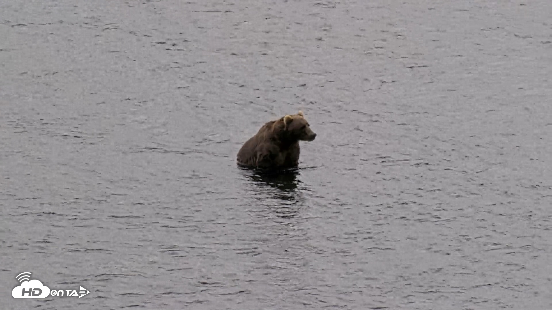 Snapshot of Kodiak Alaska Brown Bears Live Webcam taken Aug 14, 2026, 1:57pm AKDT