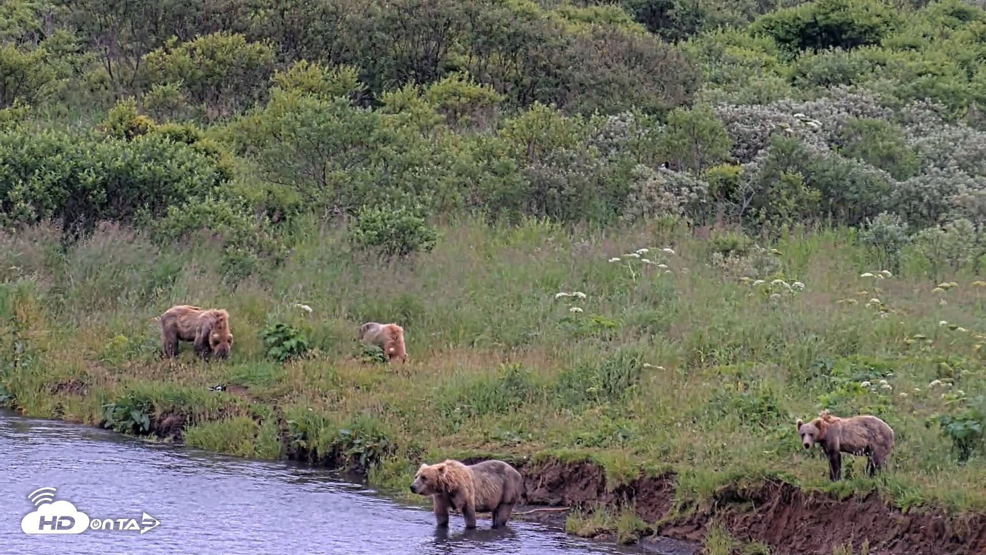 Snapshot of Kodiak Alaska Brown Bears Live Webcam taken Aug 6, 2026, 7:14pm AKDT