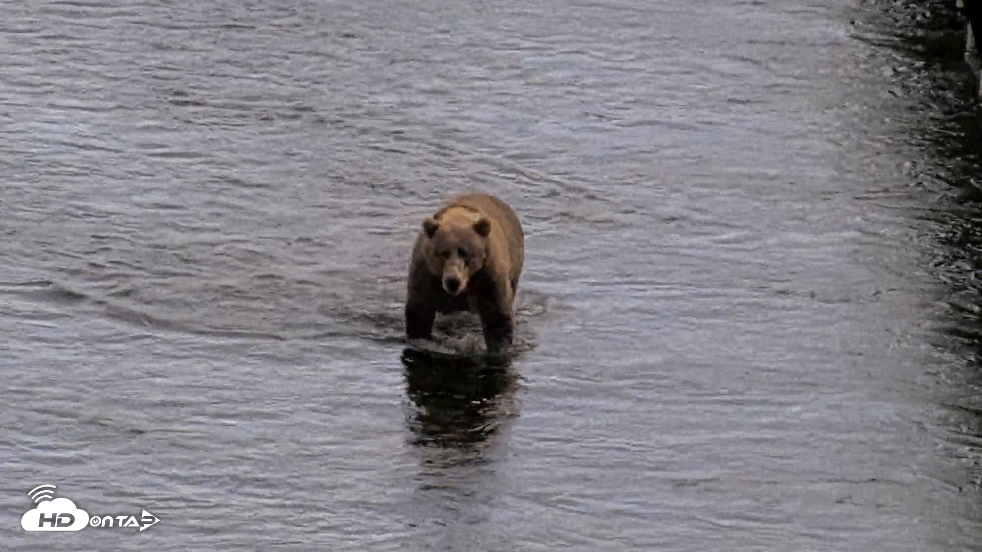Snapshot of Kodiak Alaska Brown Bears Live Webcam taken Aug 20, 2026, 5:19pm AKDT