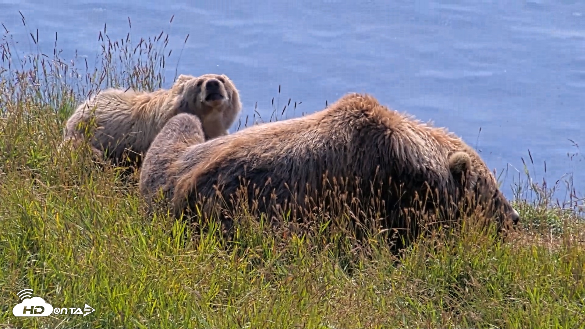Snapshot of Kodiak Alaska Brown Bears Live Webcam taken Aug 8, 2026, 12:39pm AKDT