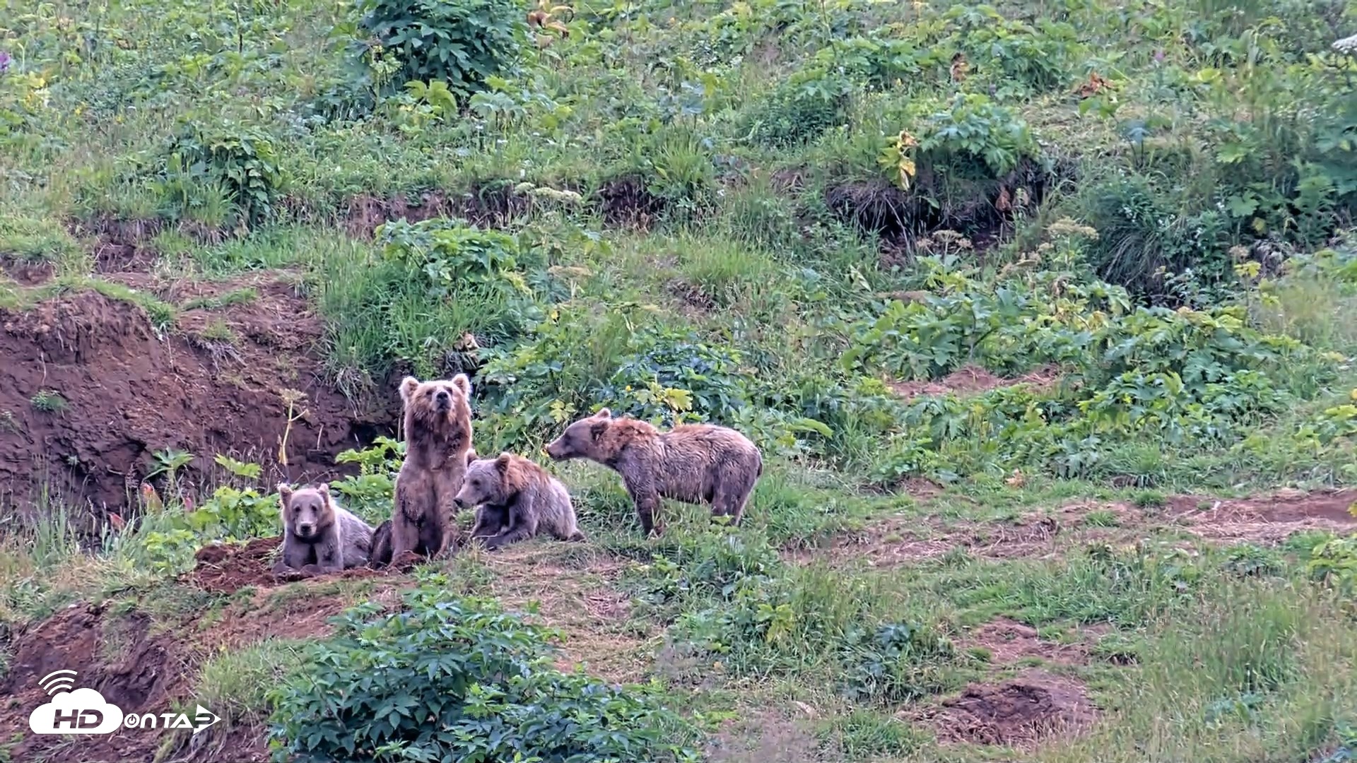 Snapshot of Kodiak Alaska Brown Bears Live Webcam taken Aug 9, 2026, 5:30pm AKDT