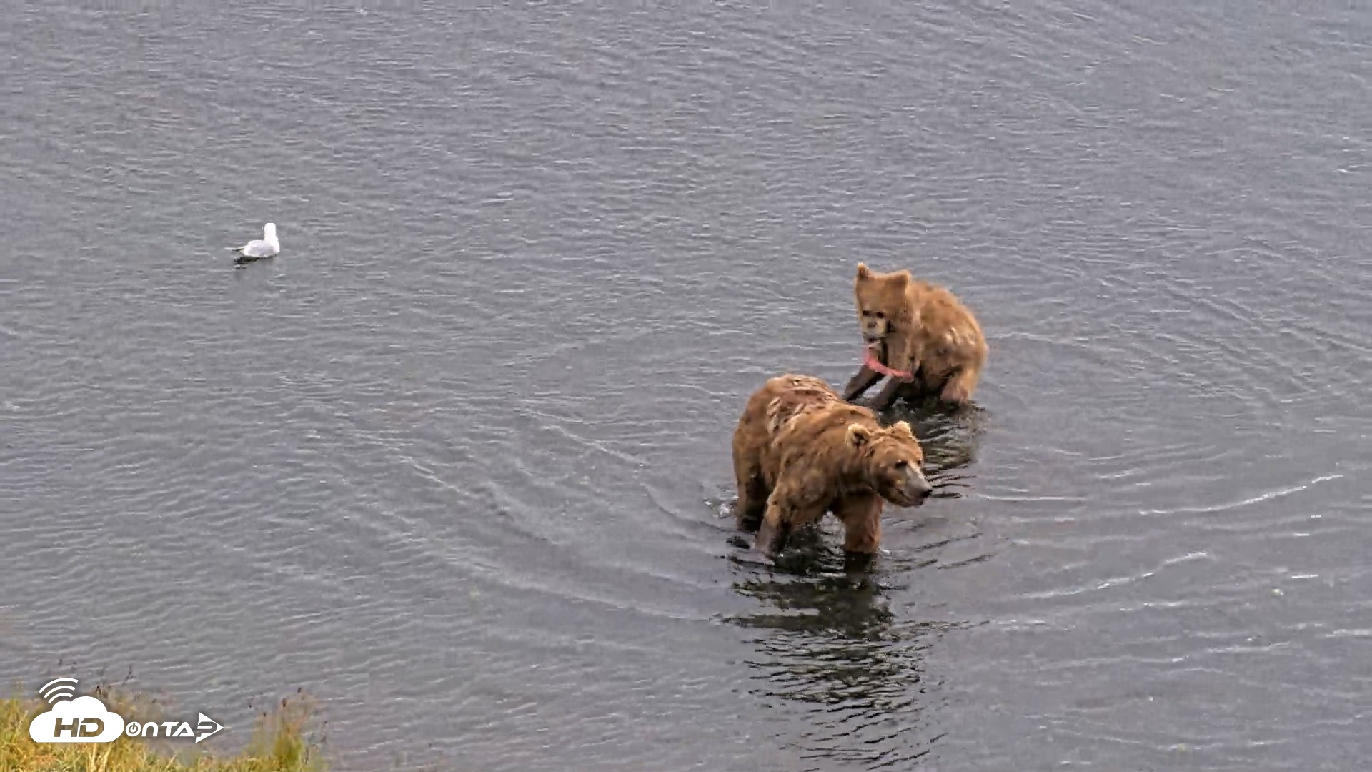 Snapshot of Kodiak Alaska Brown Bears Live Webcam taken Aug 14, 2026, 12:57pm AKDT