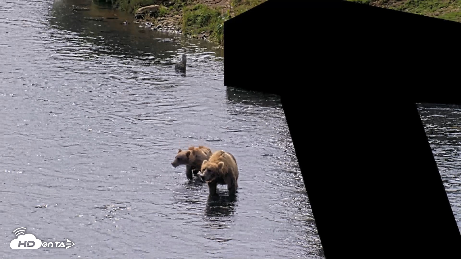Snapshot of Kodiak Alaska Brown Bears Live Webcam taken Aug 9, 2026, 12:44pm AKDT