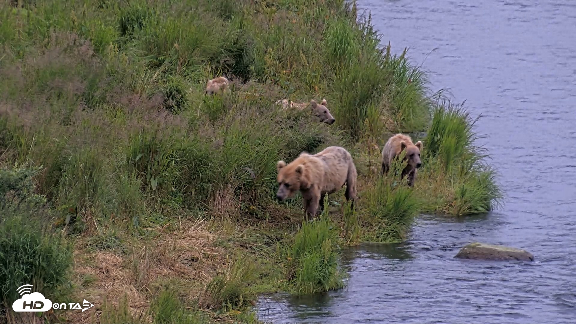 Snapshot of Kodiak Alaska Brown Bears Live Webcam taken Aug 5, 2026, 6:53am AKDT