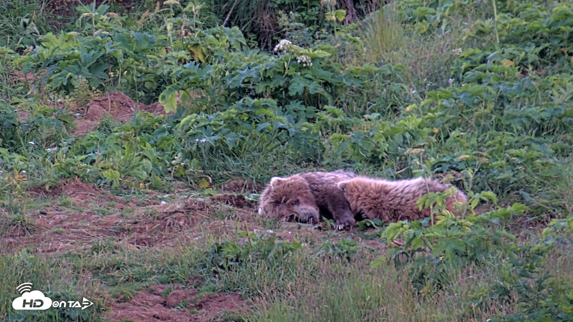 Snapshot of Kodiak Alaska Brown Bears Live Webcam taken Aug 1, 2026, 10:20pm AKDT