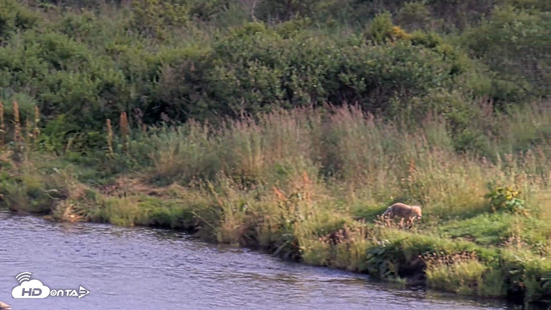 Snapshot of Kodiak Alaska Brown Bears Live Webcam taken Aug 23, 2026, 5:32pm AKDT