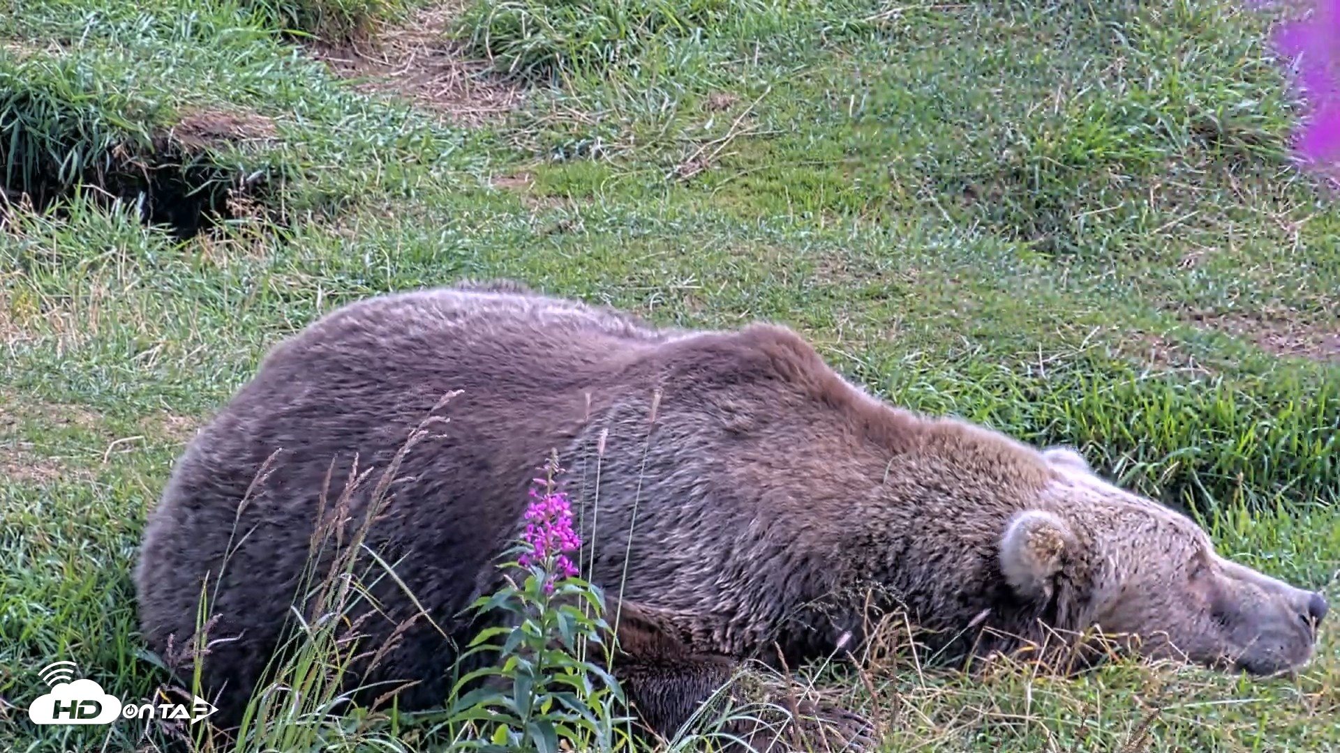 Snapshot of Kodiak Alaska Brown Bears Live Webcam taken Aug 22, 2026, 2:27pm AKDT