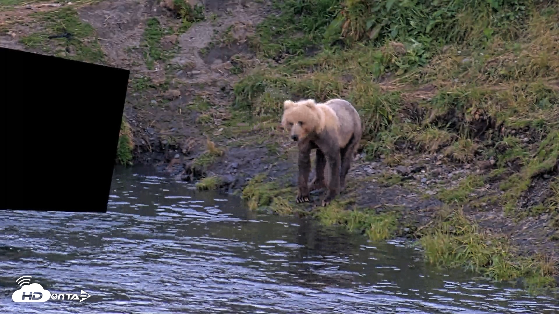 Snapshot of Kodiak Alaska Brown Bears Live Webcam taken Aug 1, 2026, 10:29pm AKDT