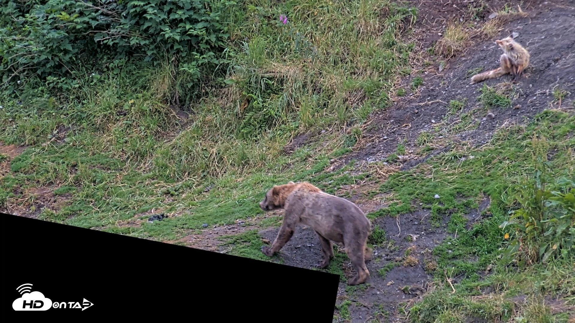 Snapshot of Kodiak Alaska Brown Bears Live Webcam taken Aug 6, 2026, 7:50am AKDT