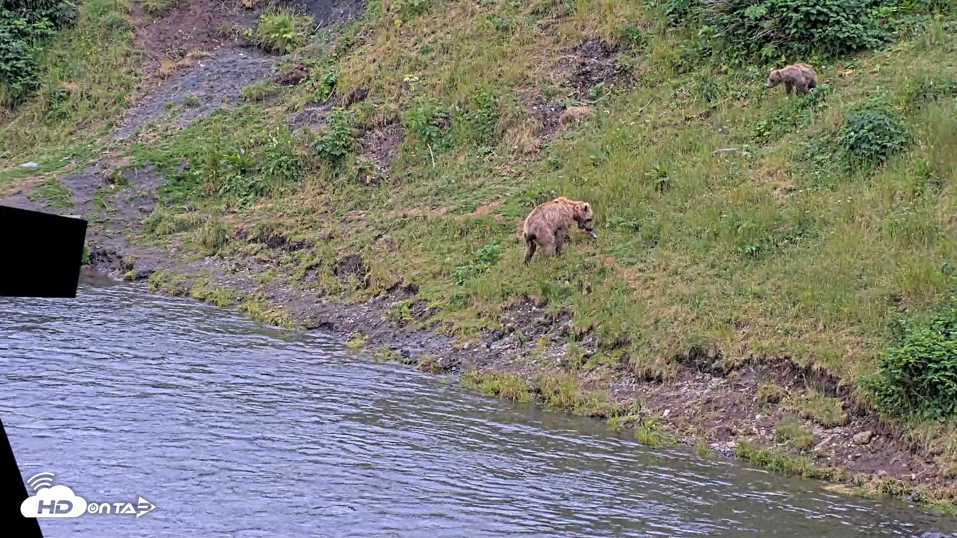 Snapshot of Kodiak Alaska Brown Bears Live Webcam taken Aug 4, 2026, 8:59pm AKDT