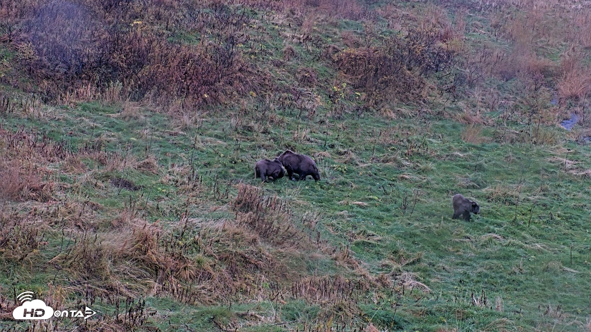 Snapshot of Kodiak Alaska Brown Bears Live Webcam taken Oct 12, 2026, 6:59pm AKDT