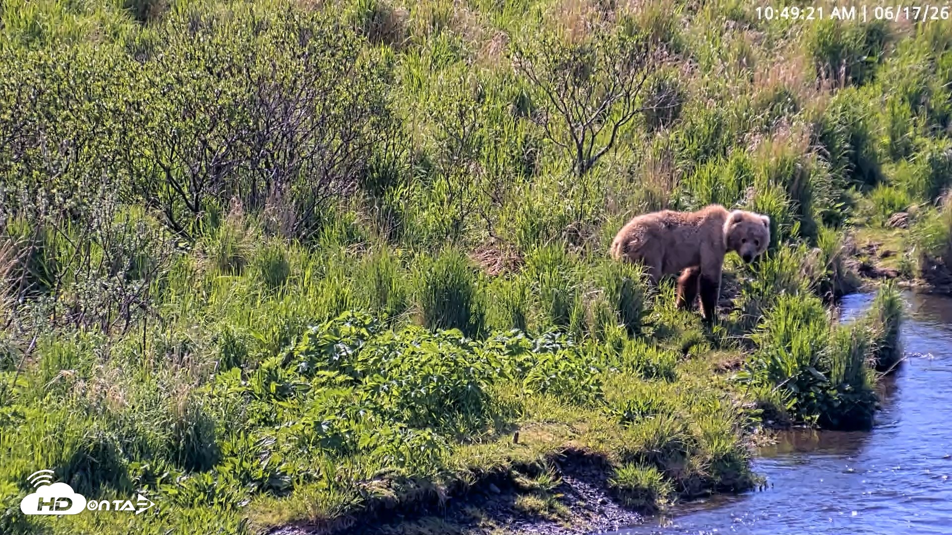 Snapshot of Kodiak Alaska Brown Bears Live Webcam taken Jun 17, 2026, 10:50am AKDT
