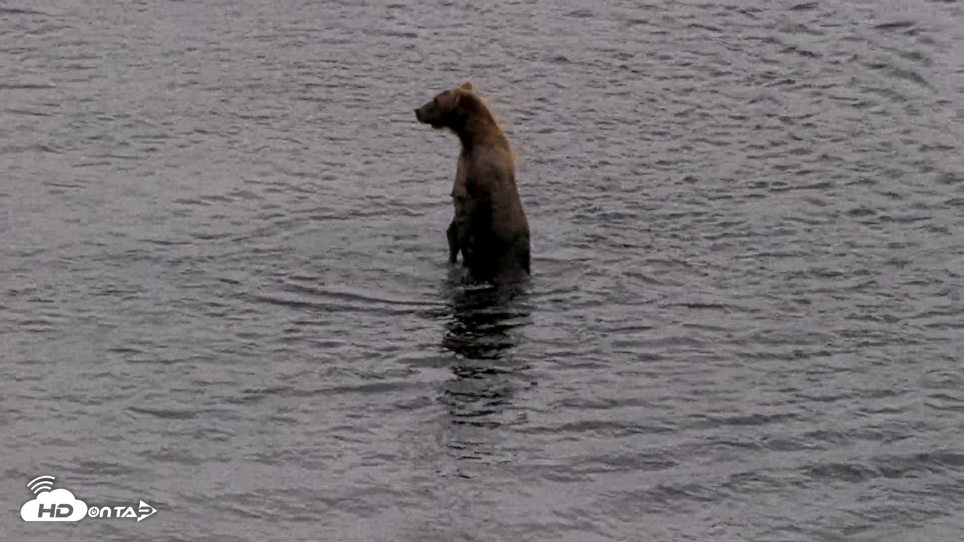 Snapshot of Kodiak Alaska Brown Bears Live Webcam taken Aug 17, 2026, 5:10pm AKDT