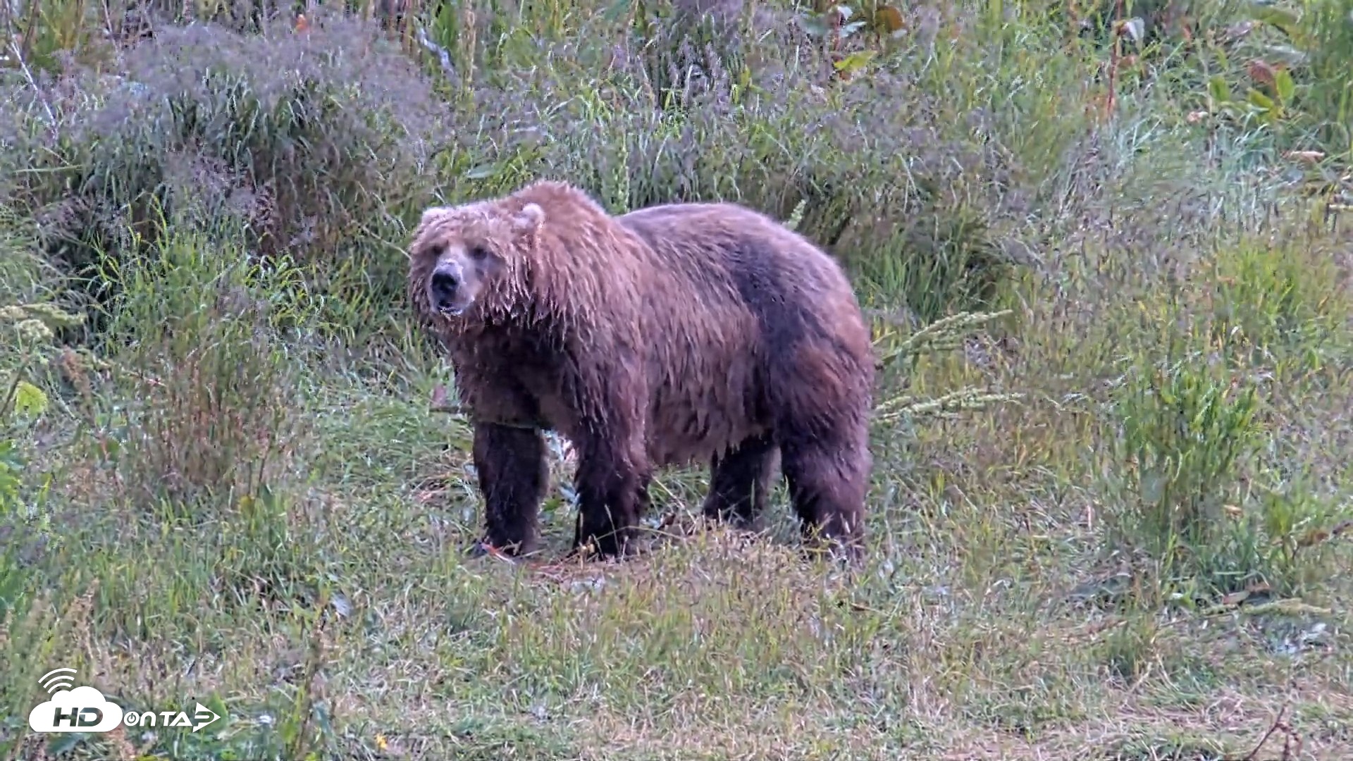 Snapshot of Kodiak Alaska Brown Bears Live Webcam taken Aug 6, 2026, 2:52pm AKDT