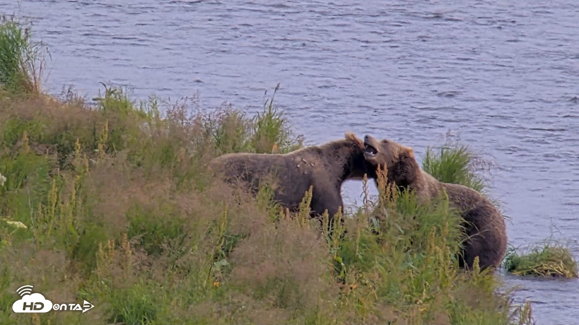 Snapshot of Kodiak Alaska Brown Bears Live Webcam taken Aug 9, 2026, 4:33pm AKDT