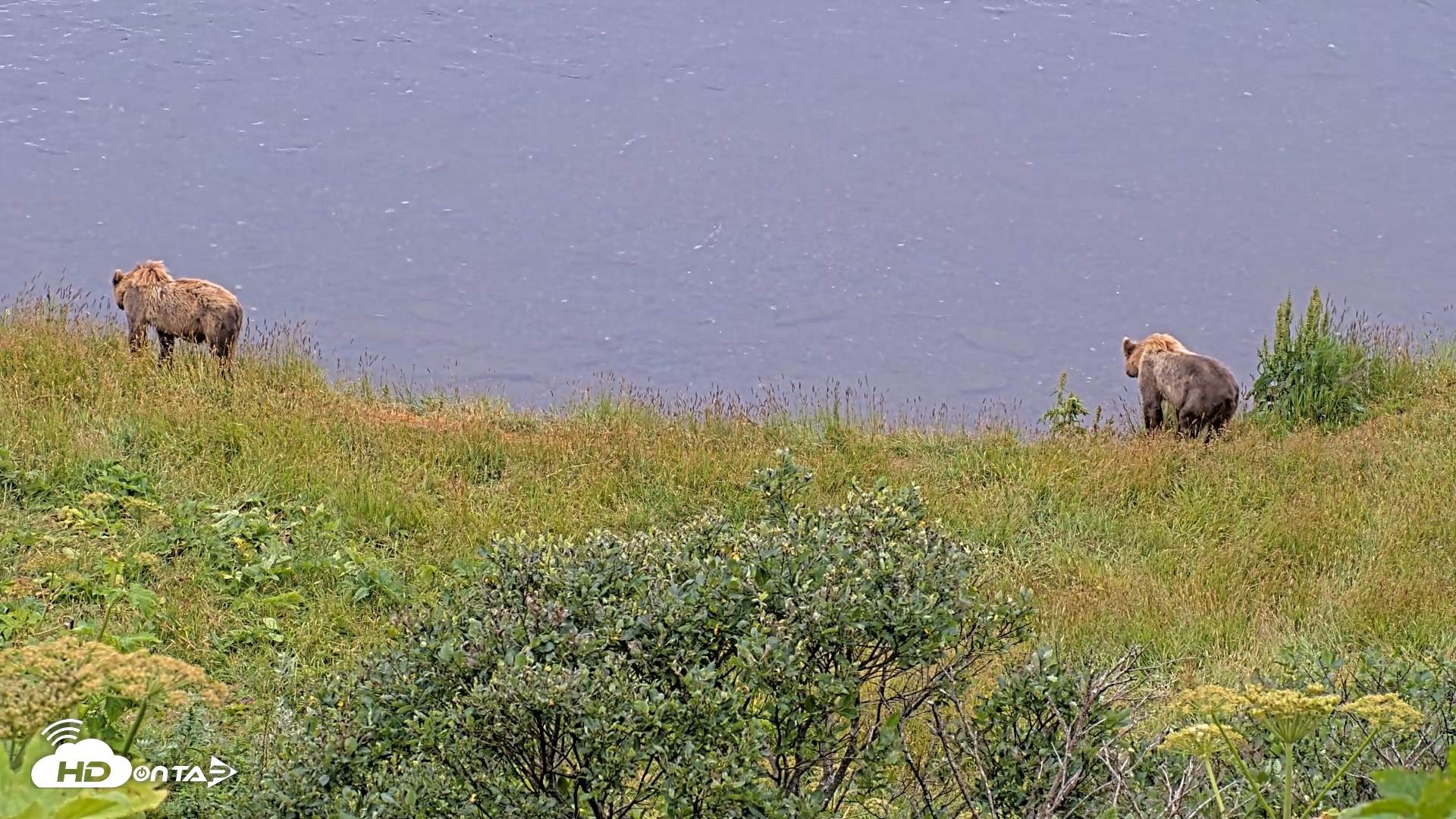 Snapshot of Kodiak Alaska Brown Bears Live Webcam taken Aug 6, 2026, 10:19am AKDT