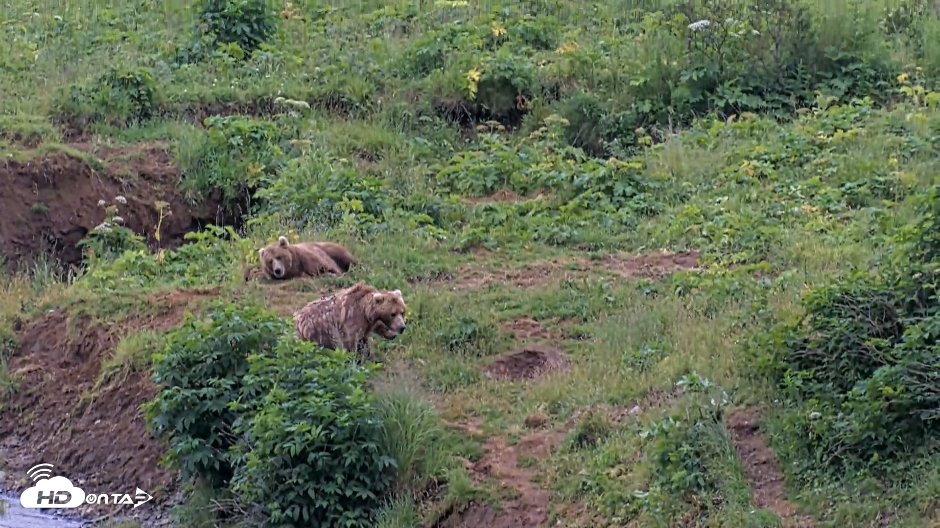 Snapshot of Kodiak Alaska Brown Bears Live Webcam taken Aug 6, 2026, 7:55pm AKDT