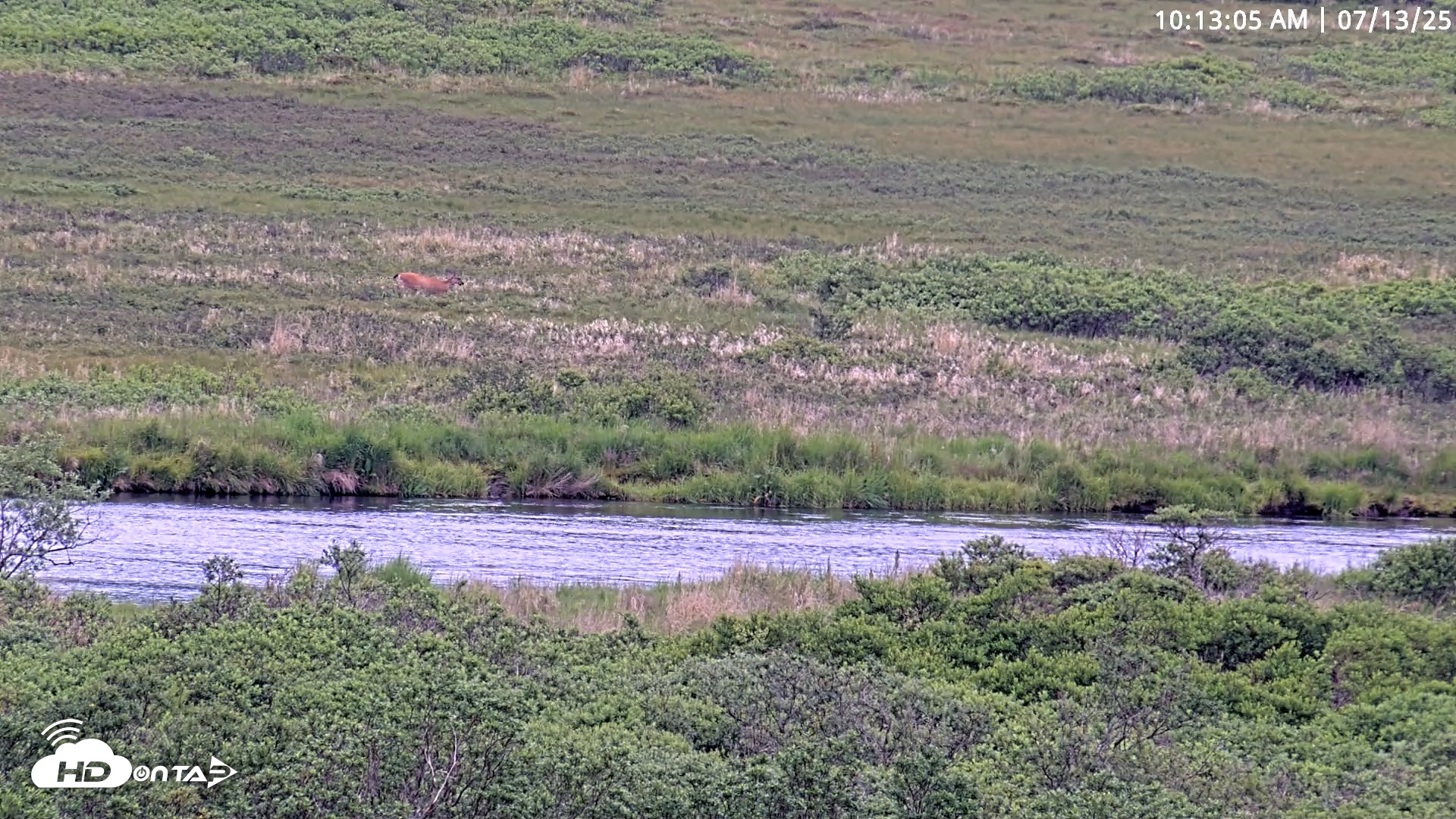 Snapshot of Kodiak Alaska Brown Bears Live Webcam taken Jul 13, 2025, 10:13am AKDT