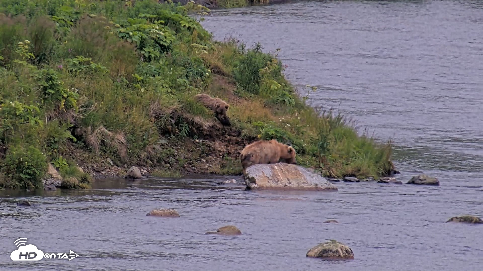 Snapshot of Kodiak Alaska Brown Bears Live Webcam taken Aug 9, 2026, 9:22pm AKDT
