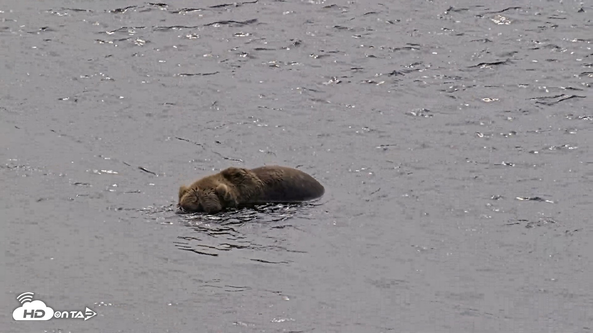 Snapshot of Kodiak Alaska Brown Bears Live Webcam taken Aug 9, 2026, 12:39pm AKDT
