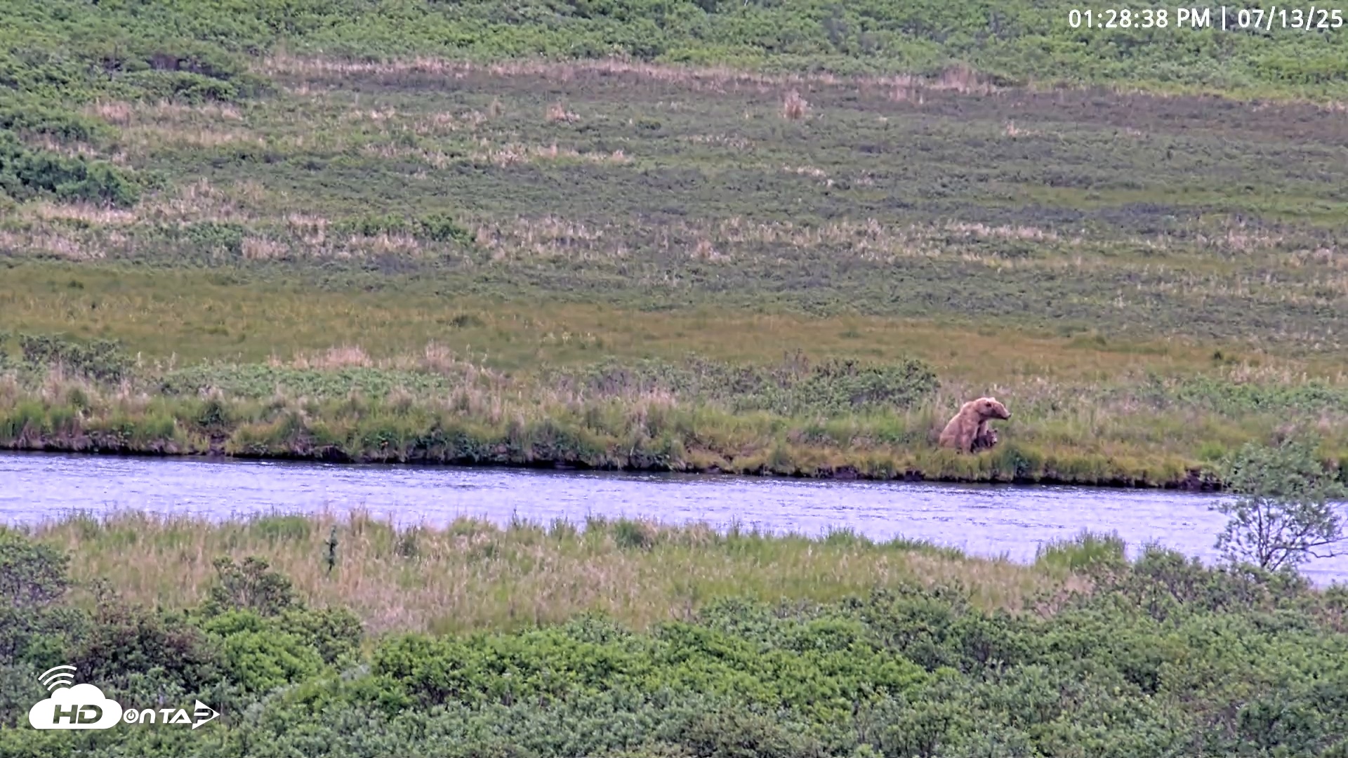 Snapshot of Kodiak Alaska Brown Bears Live Webcam taken Jul 13, 2025, 1:29pm AKDT