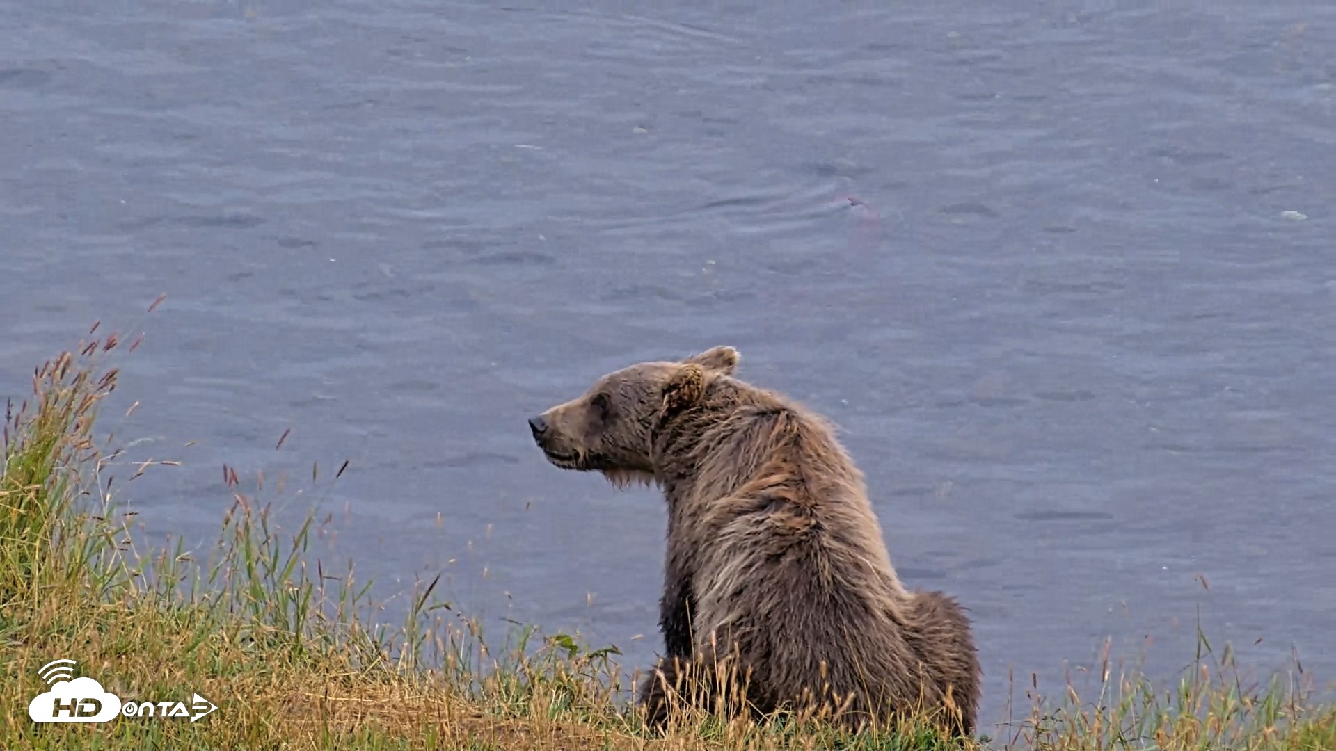Snapshot of Kodiak Alaska Brown Bears Live Webcam taken Aug 10, 2026, 9:08pm AKDT