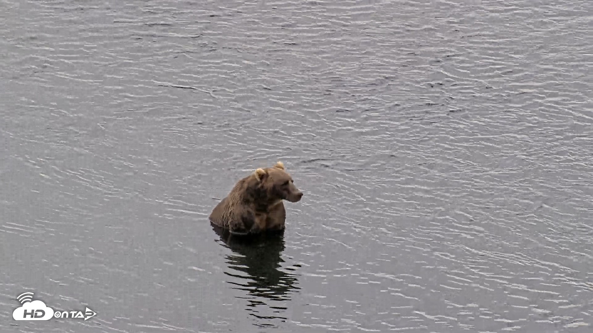 Snapshot of Kodiak Alaska Brown Bears Live Webcam taken Aug 10, 2026, 5:59pm AKDT