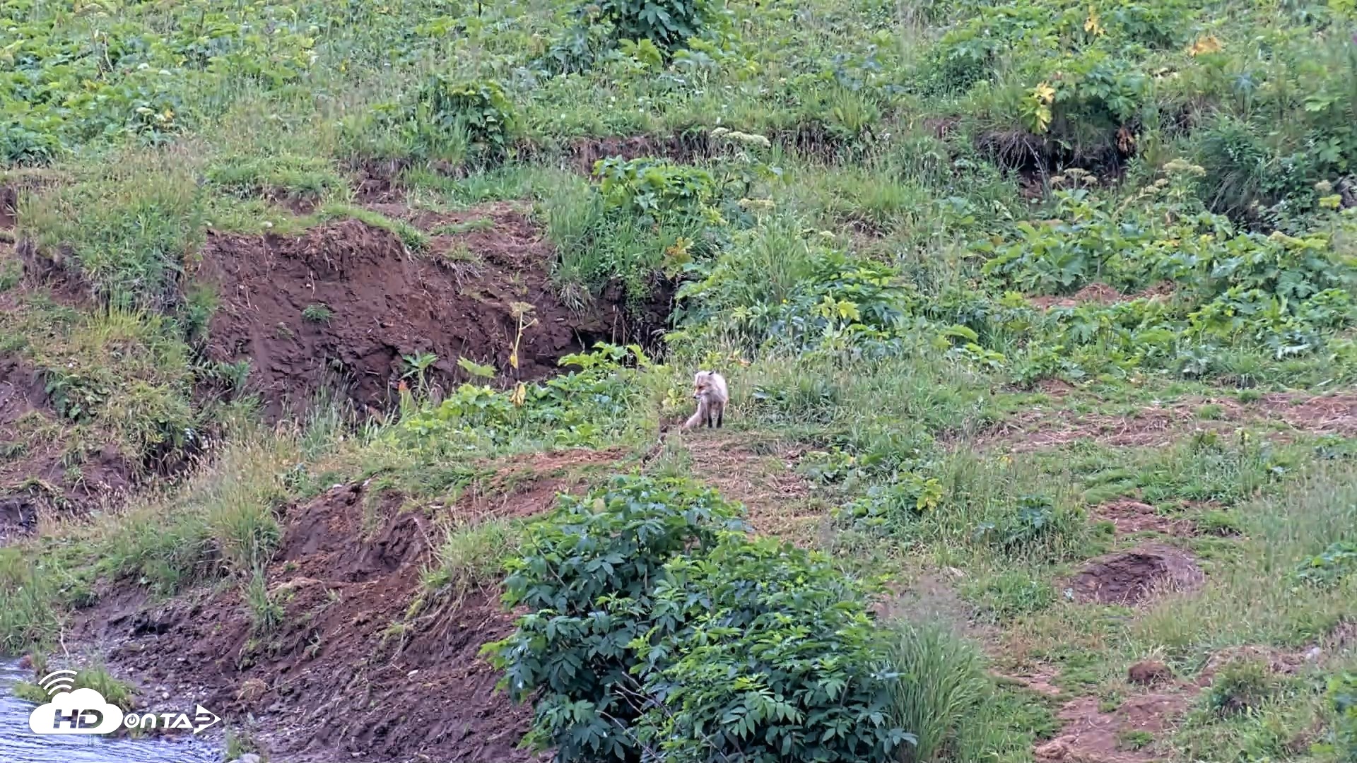 Snapshot of Kodiak Alaska Brown Bears Live Webcam taken Aug 7, 2026, 3:44pm AKDT