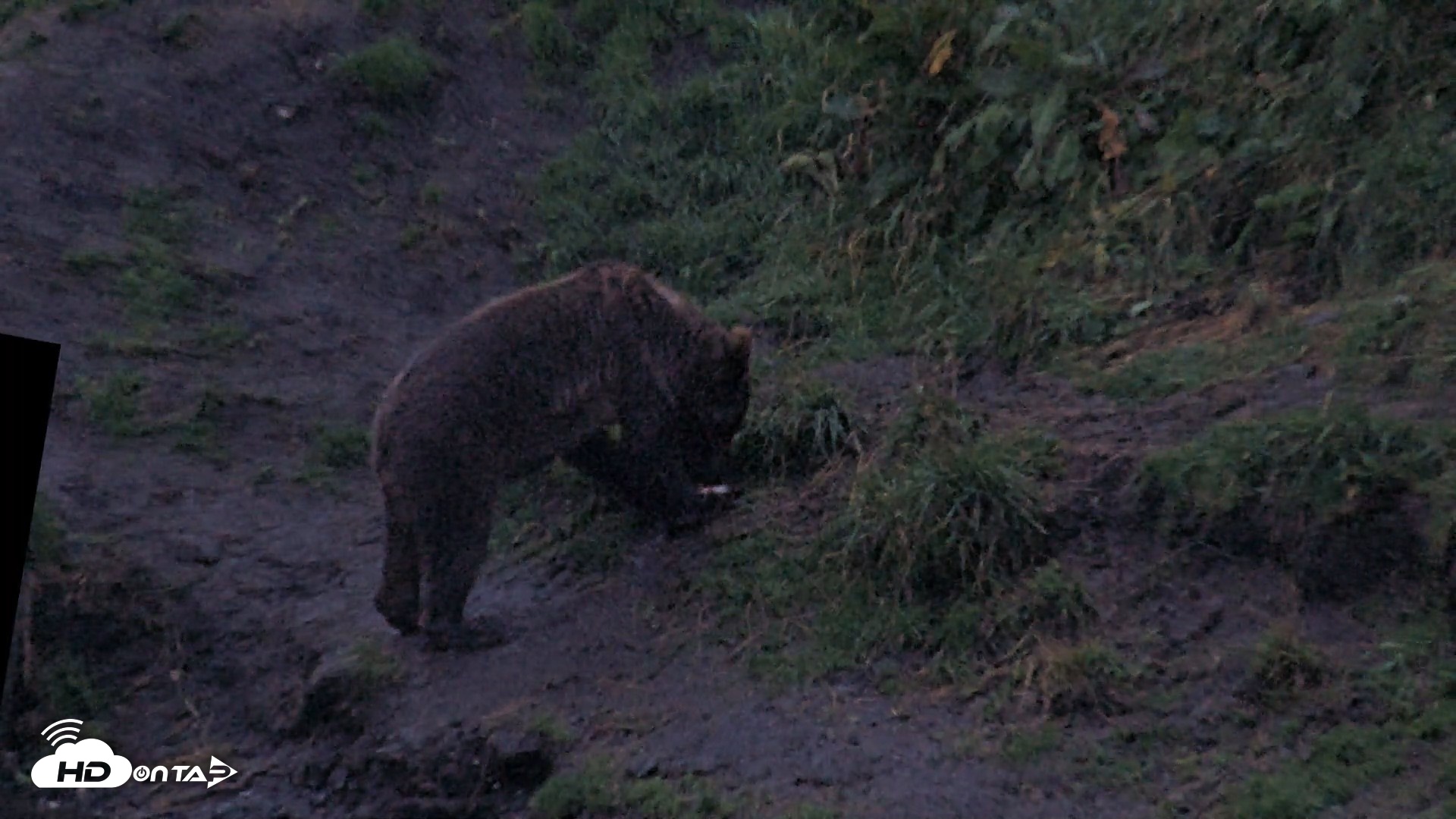 Snapshot of Kodiak Alaska Brown Bears Live Webcam taken Aug 16, 2026, 9:43pm AKDT