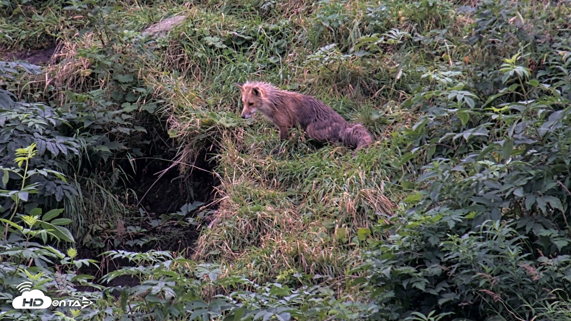 Snapshot of Kodiak Alaska Brown Bears Live Webcam taken Aug 20, 2026, 9:18pm AKDT
