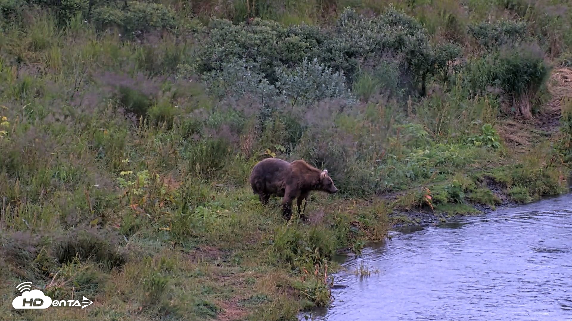 Snapshot of Kodiak Alaska Brown Bears Live Webcam taken Aug 12, 2026, 8:07pm AKDT