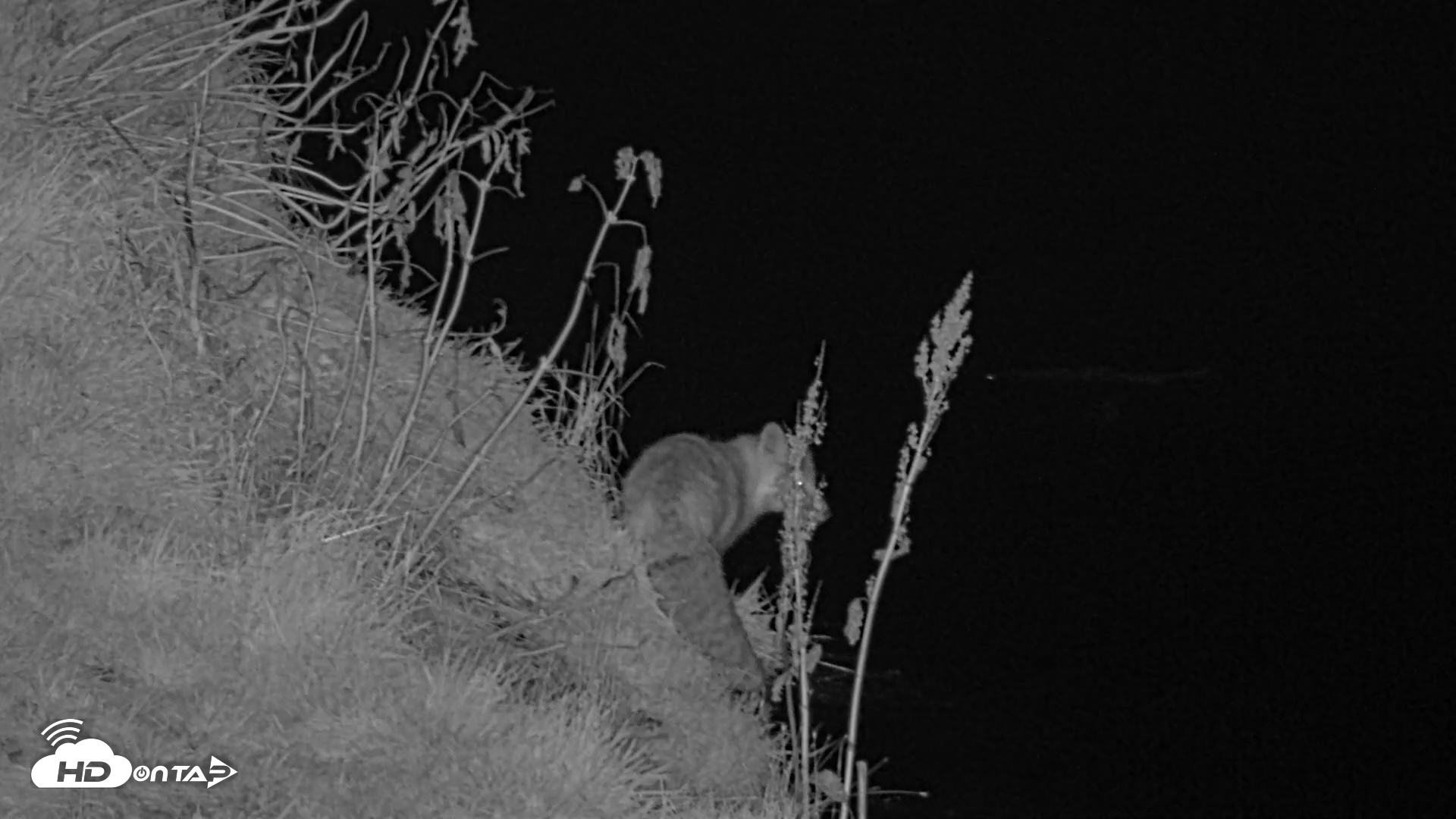 Snapshot of Kodiak Alaska Brown Bears Live Webcam taken Oct 7, 2026, 9:56pm AKDT