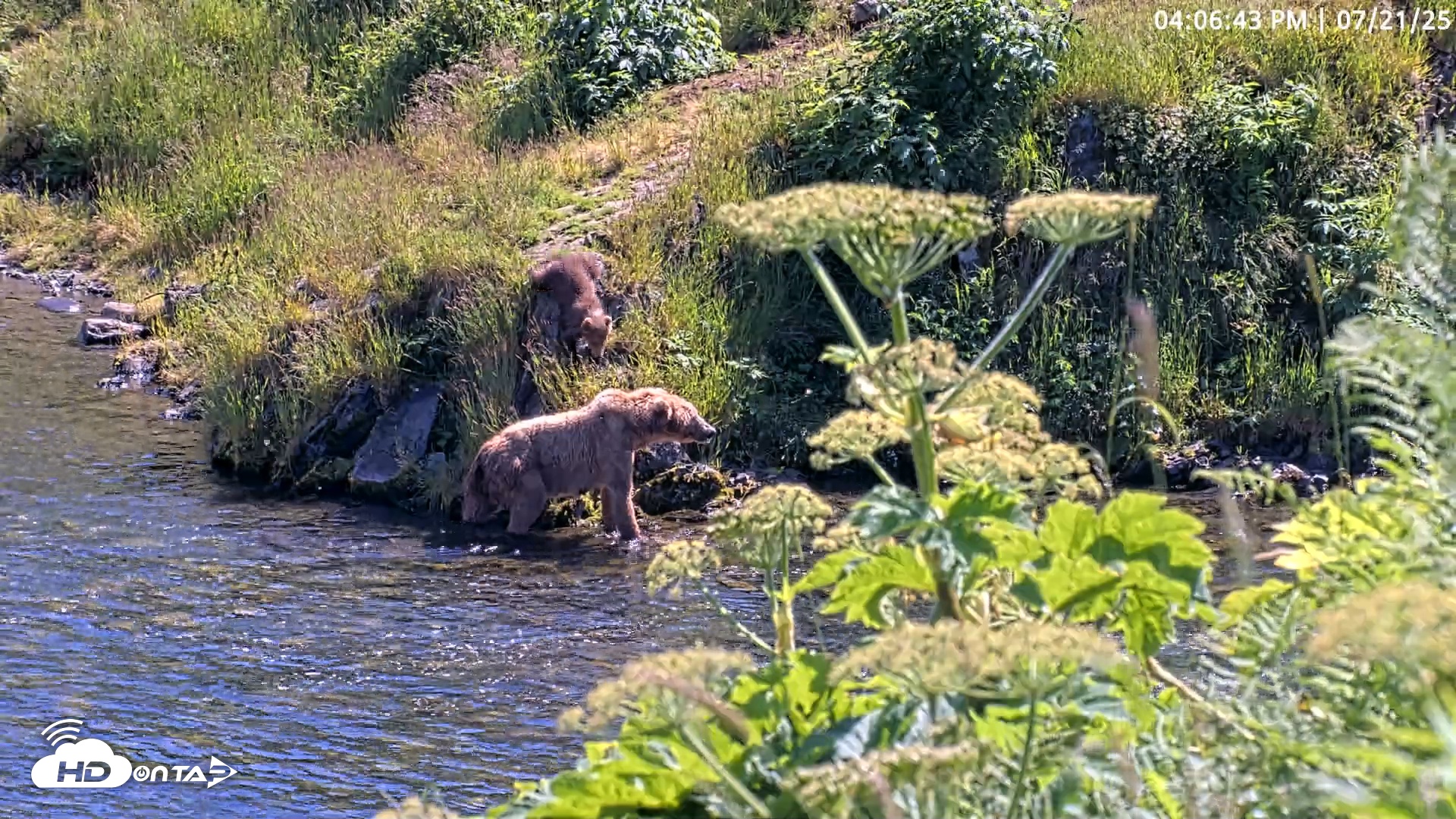 Snapshot of Kodiak Alaska Brown Bears Live Webcam taken Jul 21, 2025, 4:07pm AKDT