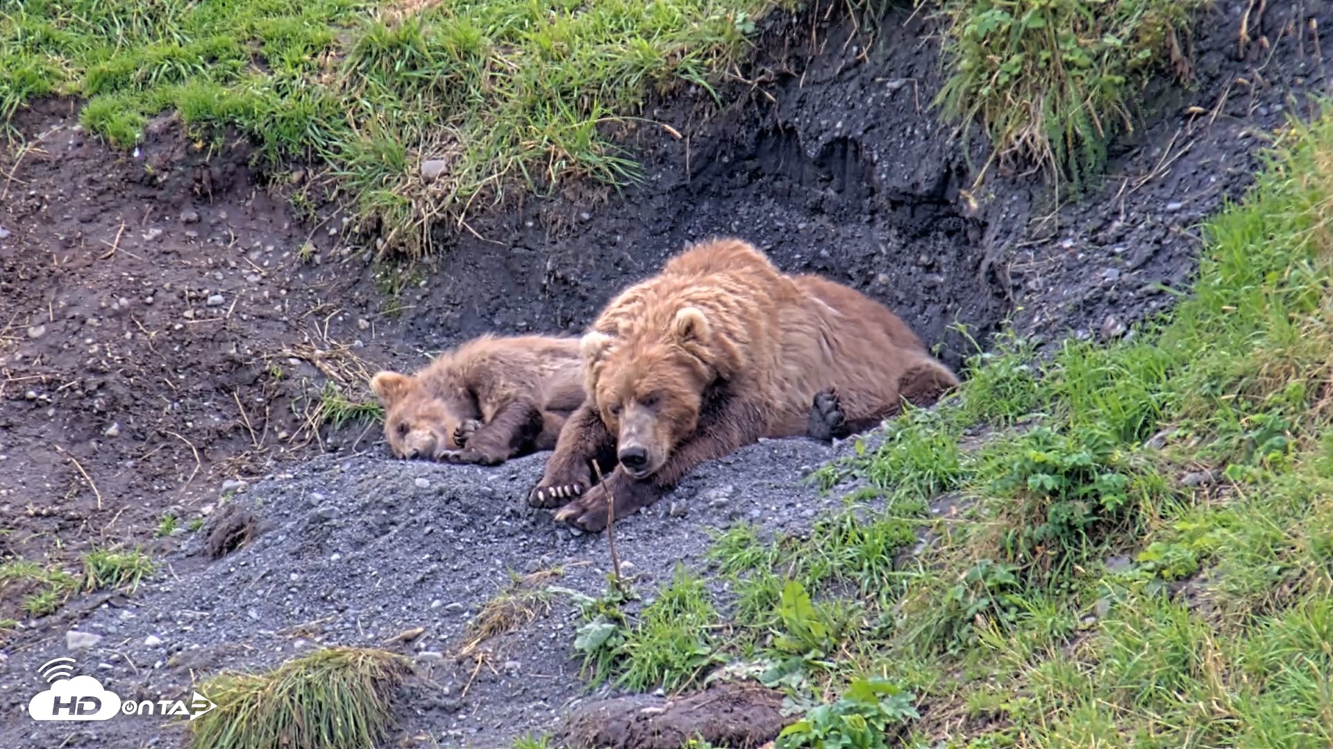 Snapshot of Kodiak Alaska Brown Bears Live Webcam taken Aug 22, 2026, 3:11pm AKDT