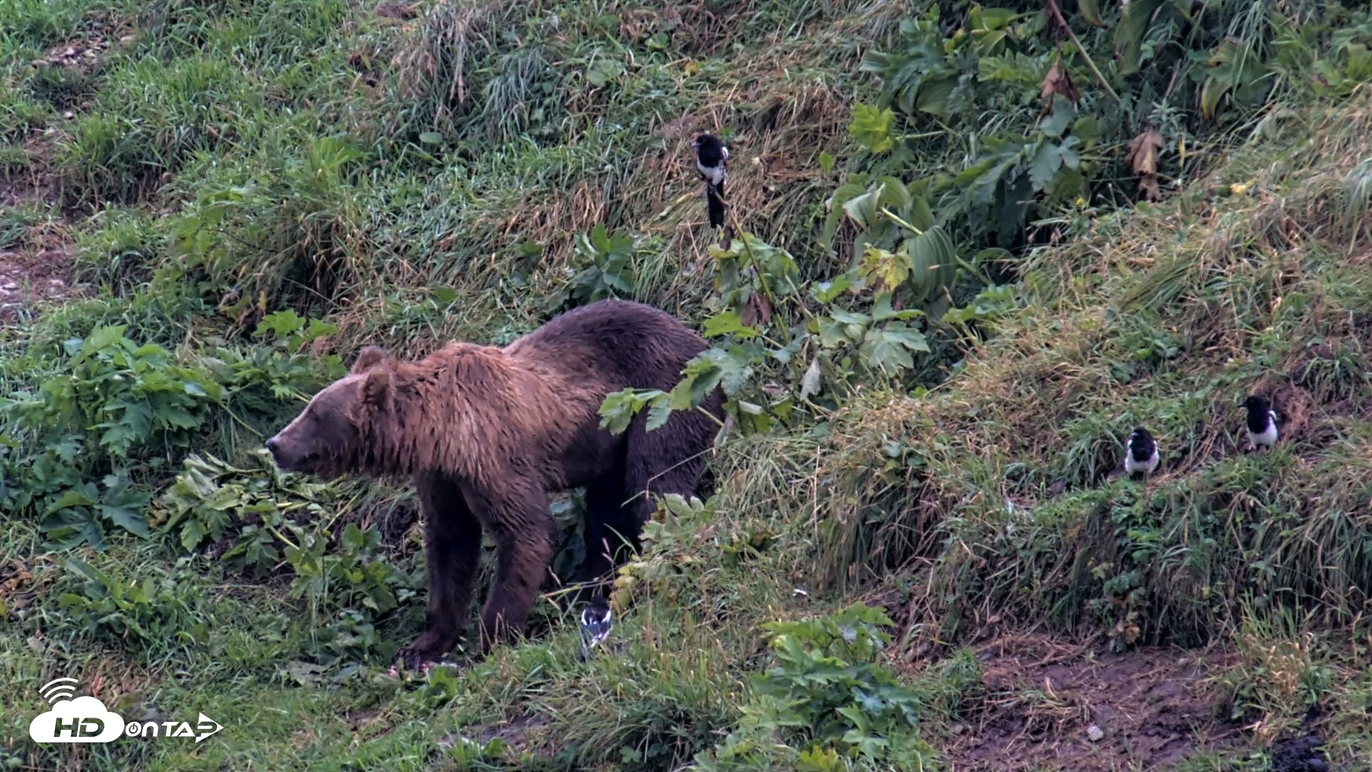 Snapshot of Kodiak Alaska Brown Bears Live Webcam taken Aug 17, 2026, 8:24am AKDT