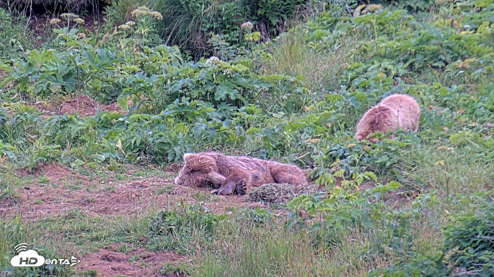 Snapshot of Kodiak Alaska Brown Bears Live Webcam taken Aug 2, 2026, 8:41pm AKDT