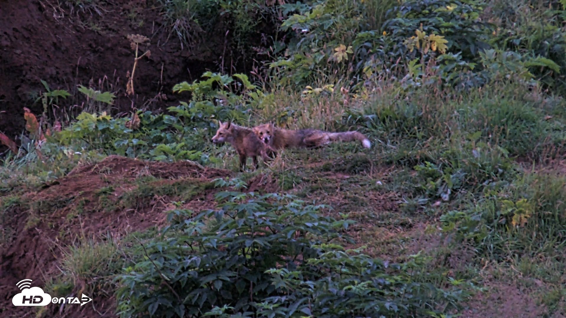 Snapshot of Kodiak Alaska Brown Bears Live Webcam taken Aug 12, 2026, 6:34am AKDT